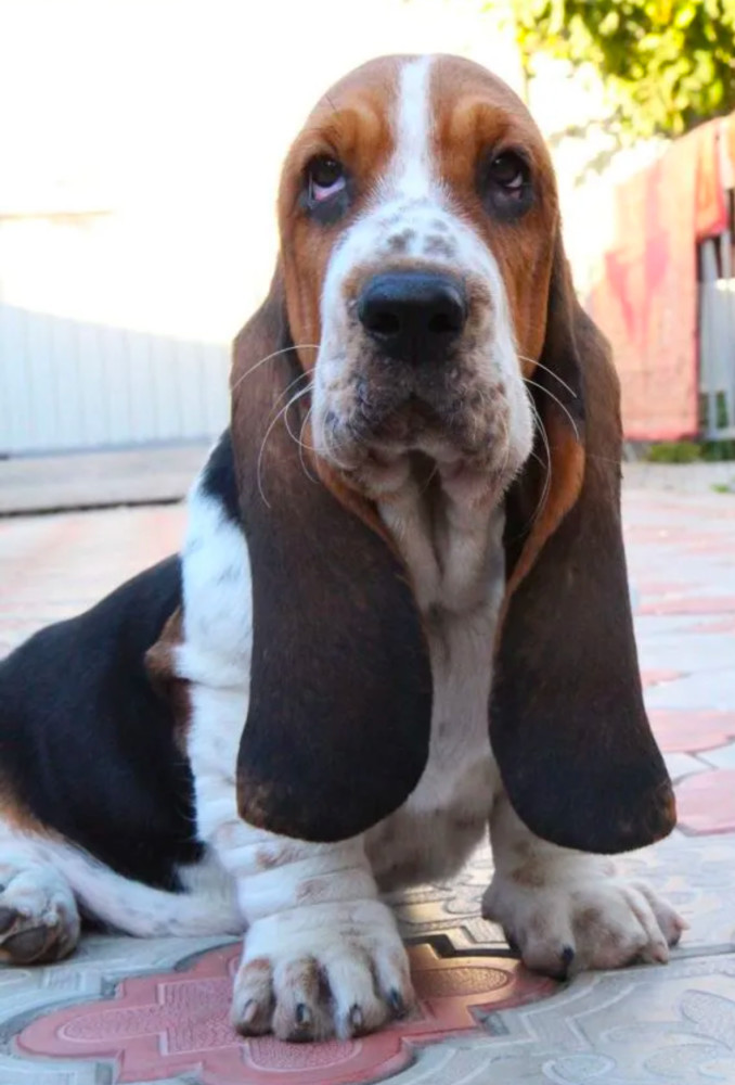 Basset Hound Girl for Sale in Brooklyn, NY