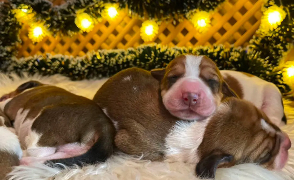 Basset Hound Puppies for Sale in Detroit, MI