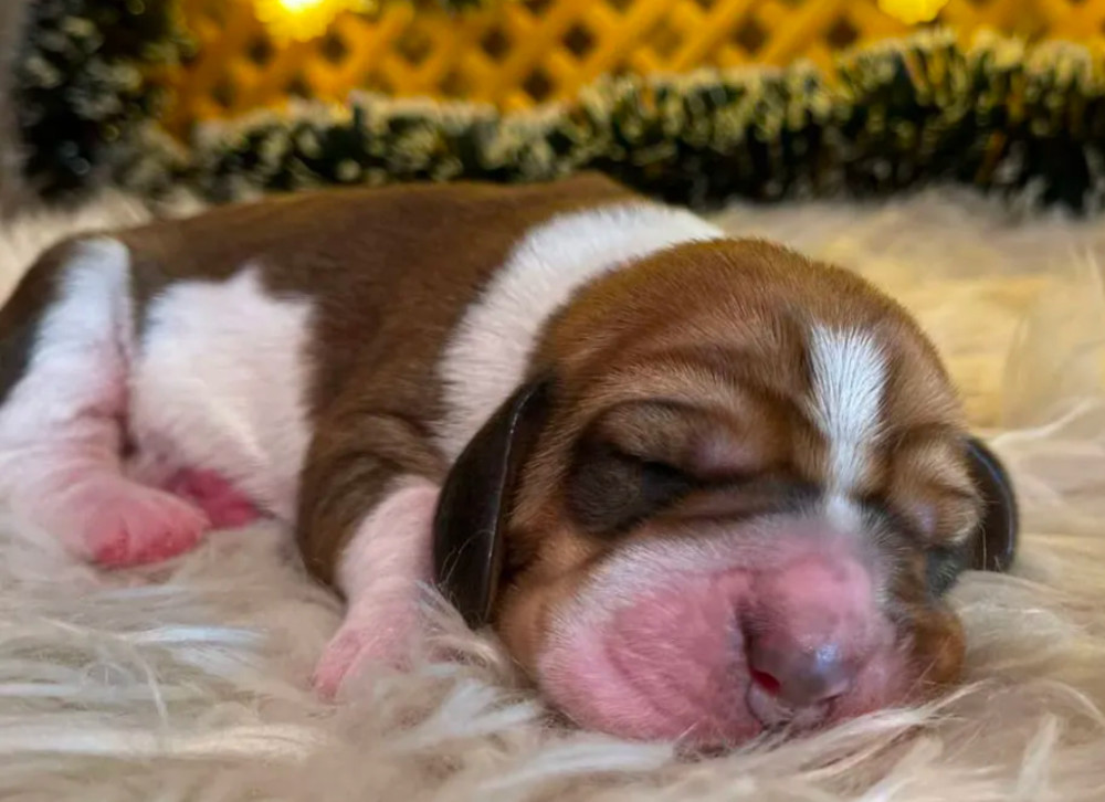 Basset Hound Puppies for Sale in Detroit, MI