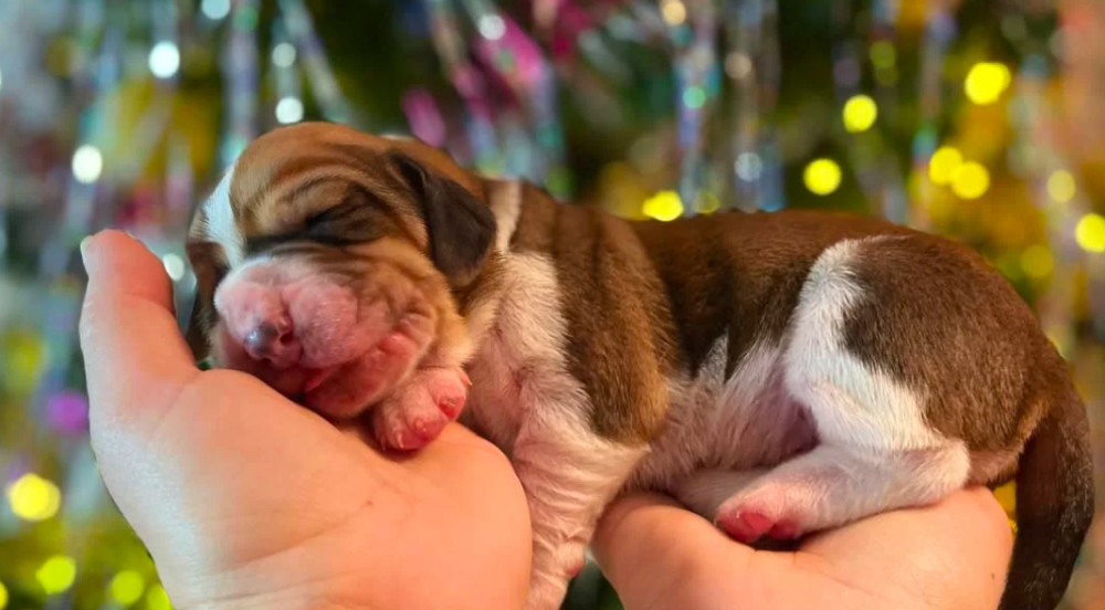 Basset Hound Puppies for Sale in Detroit, MI