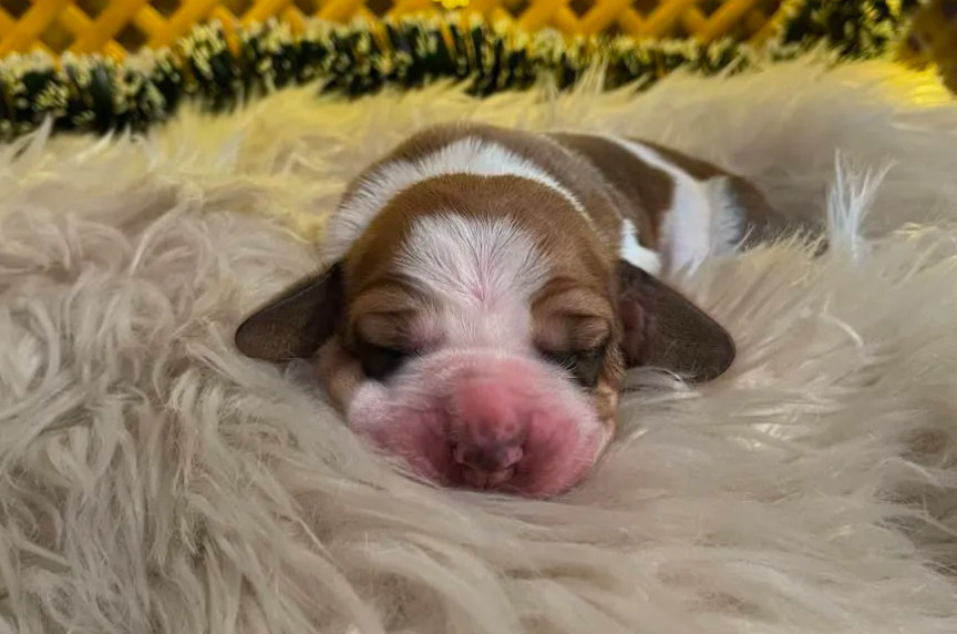 Basset Hound Puppies for Sale in Detroit, MI