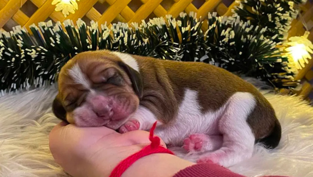 Basset Hound Puppies for Sale in Detroit, MI