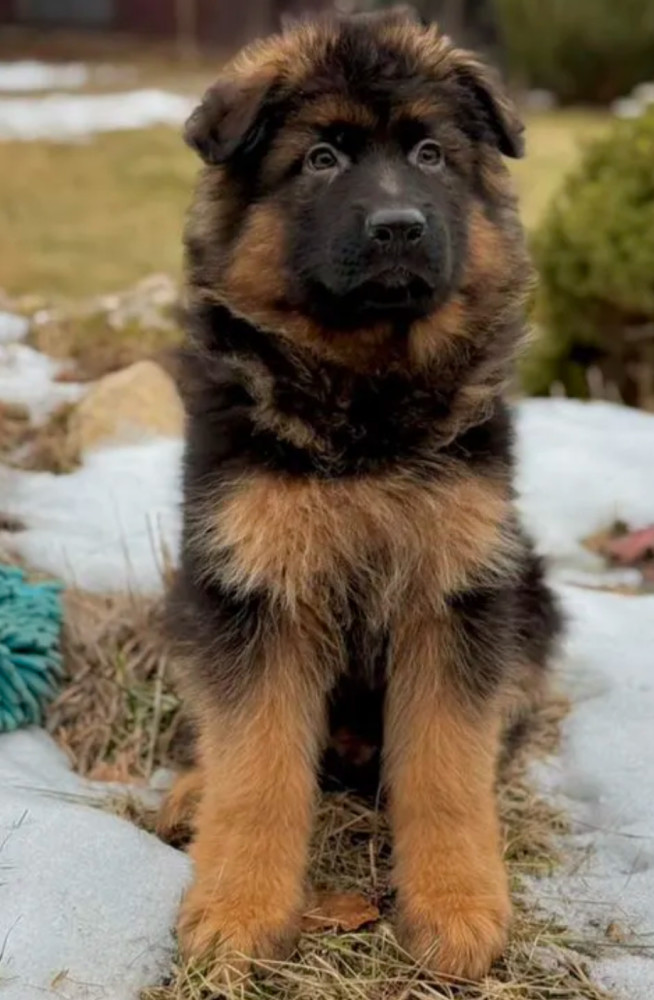 123. 3-Month-Old German Shepherd Girl for Sale in Bronx, NY