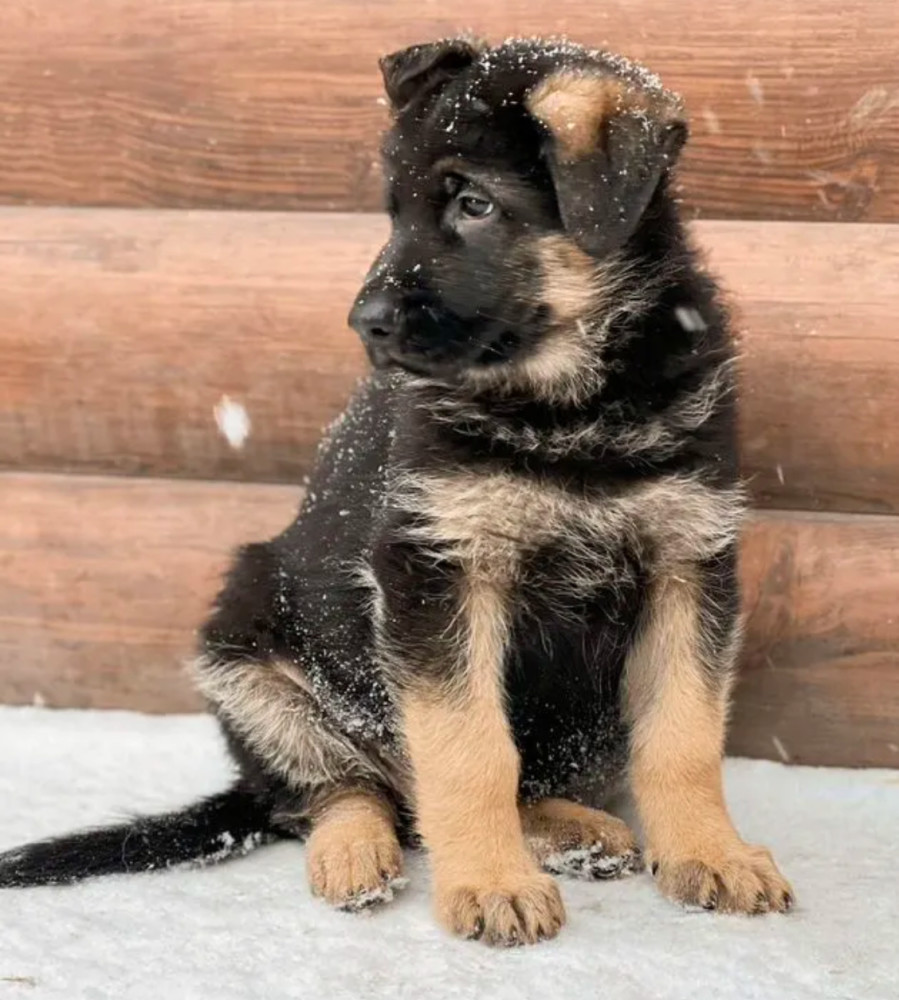 123. 3-Month-Old German Shepherd Girl for Sale in Bronx, NY