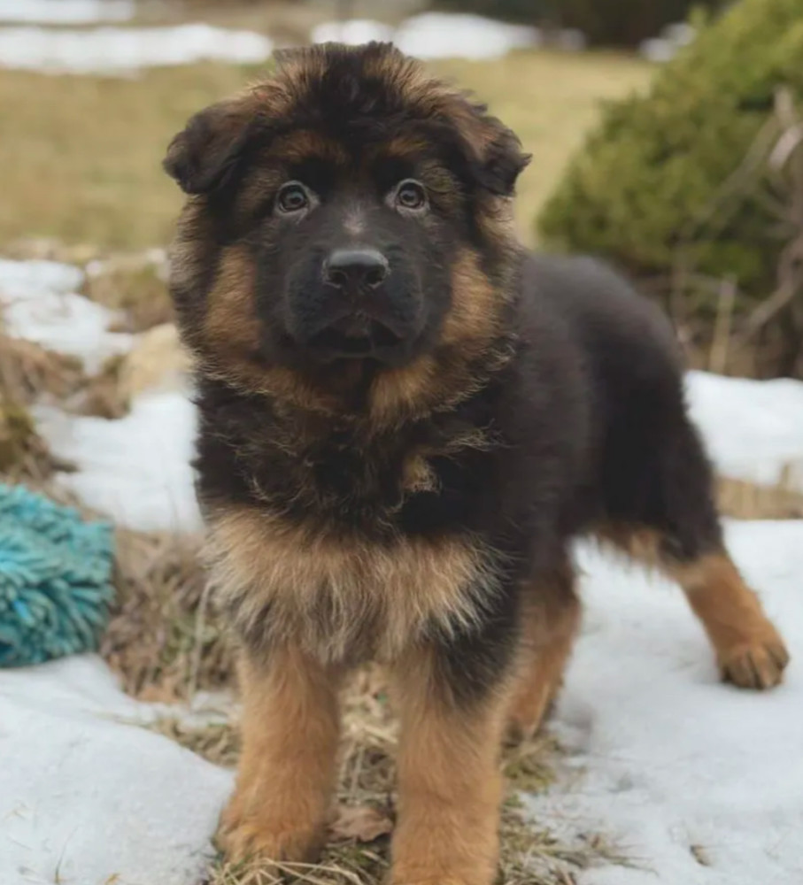 123. 3-Month-Old German Shepherd Girl for Sale in Bronx, NY