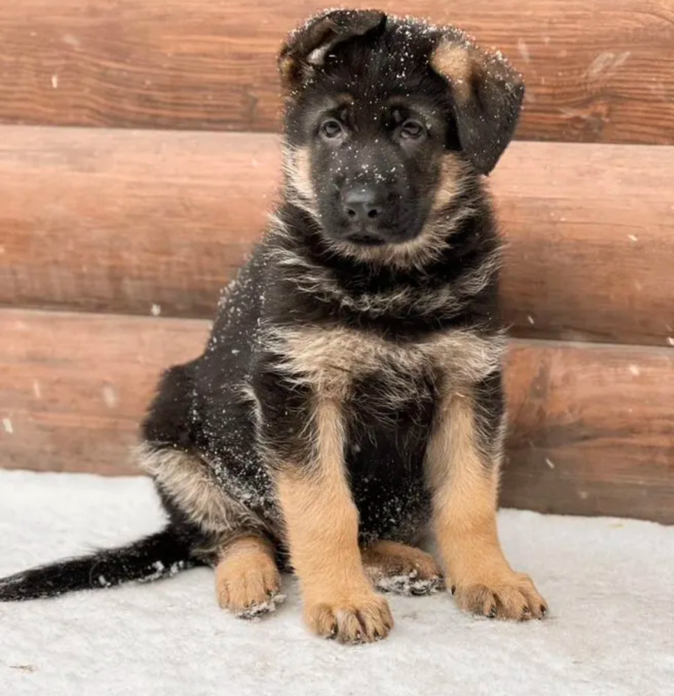 123. 3-Month-Old German Shepherd Girl for Sale in Bronx, NY