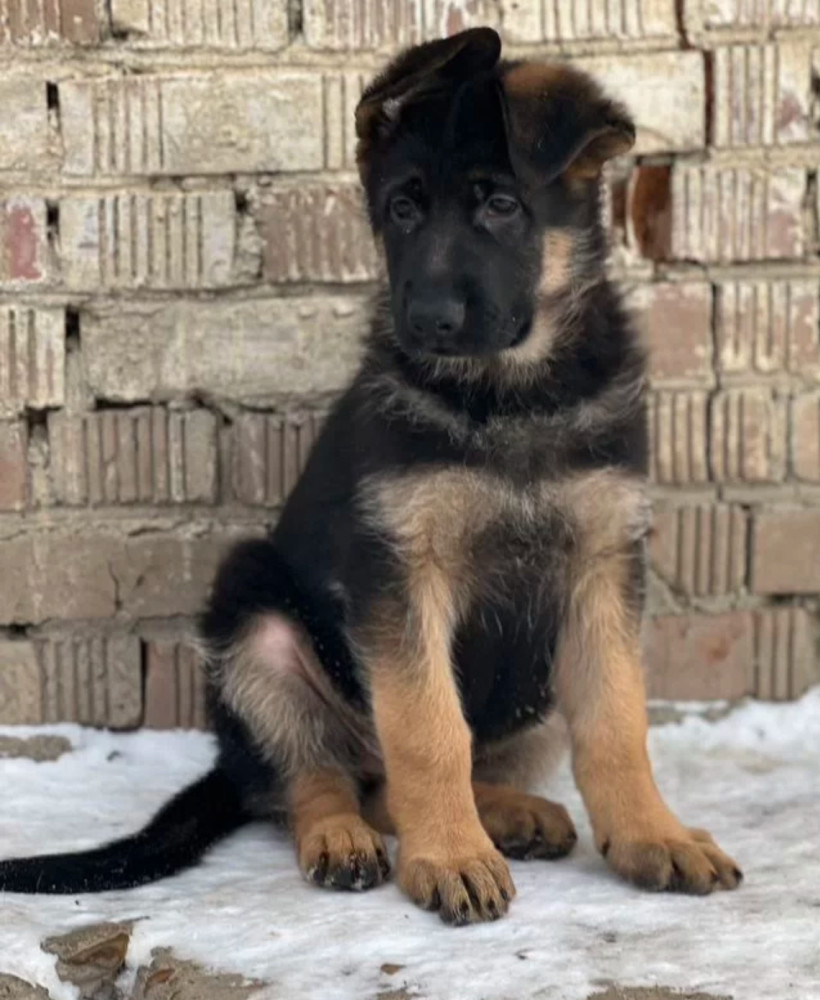 123. 3-Month-Old German Shepherd Girl for Sale in Bronx, NY