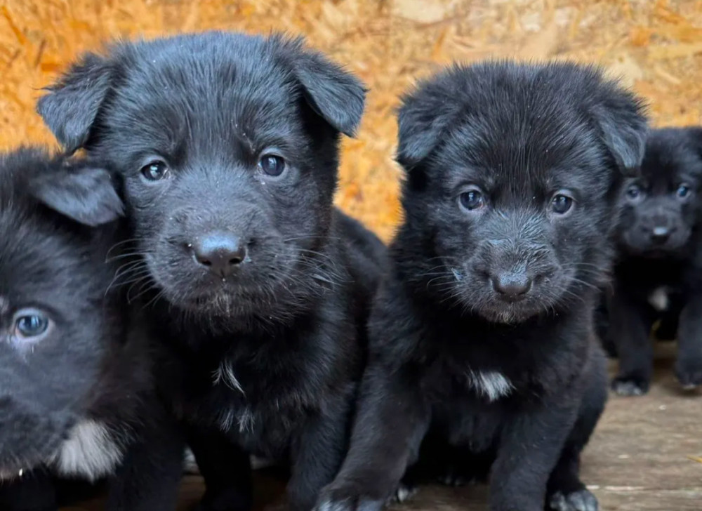 German Shepherd Puppies for Sale in Dallas, TX