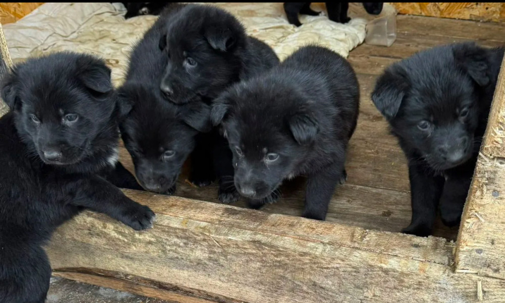 German Shepherd Puppies for Sale in Dallas, TX