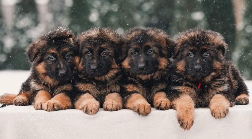 German Shepherd Puppies Available: Boys and Girls