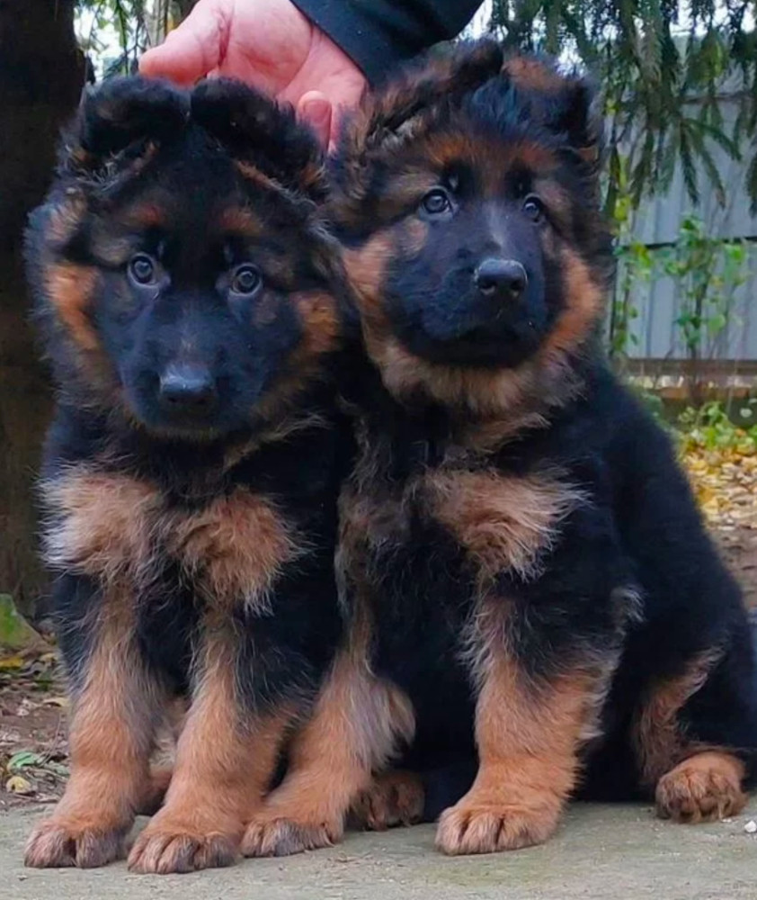 German Shepherd Puppies Available: Boys and Girls