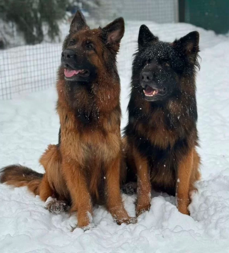 German Shepherd Puppies Available: Boys and Girls