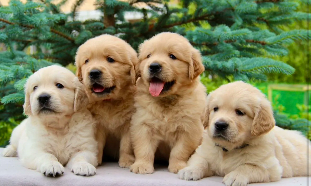 Golden Retriever Puppies for Sale in Sidney, MT