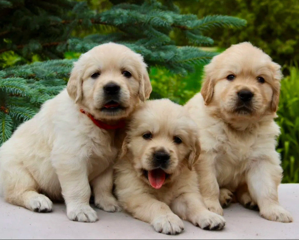 Golden Retriever Puppies for Sale in Sidney, MT