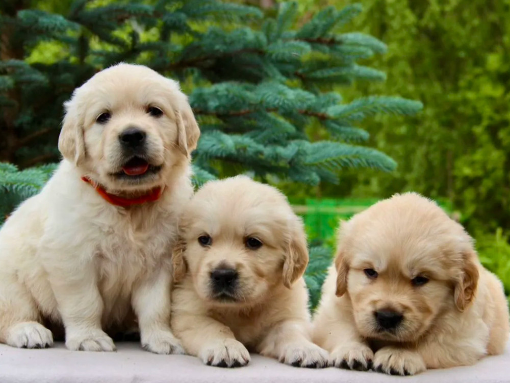 Golden Retriever Puppies for Sale in Sidney, MT