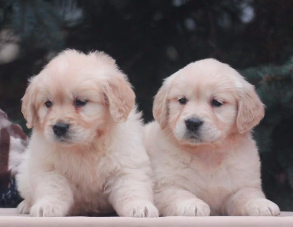 Female Golden Retriever Puppies for Sale in Dayton, OH