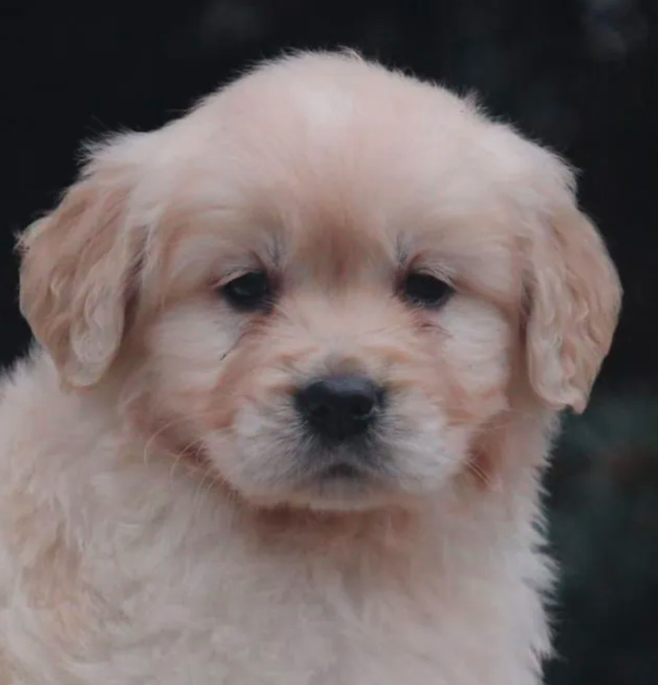 Female Golden Retriever Puppies for Sale in Dayton, OH