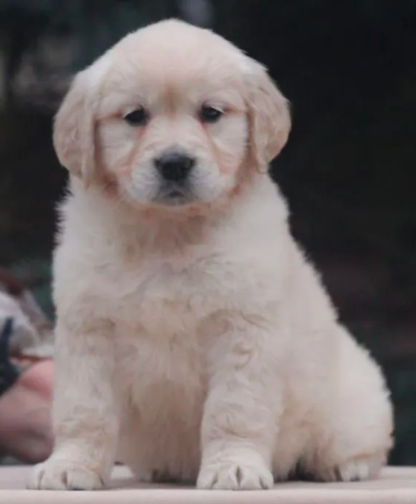 Female Golden Retriever Puppies for Sale in Dayton, OH