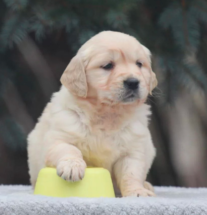 Female Golden Retriever Puppies for Sale in Dayton, OH