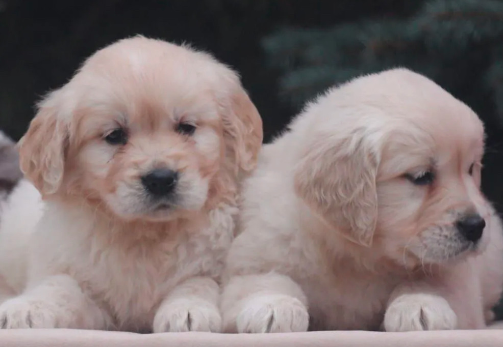 Female Golden Retriever Puppies for Sale in Dayton, OH