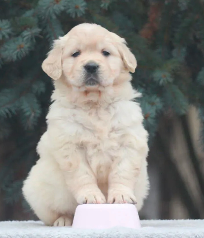 Female Golden Retriever Puppies for Sale in Dayton, OH