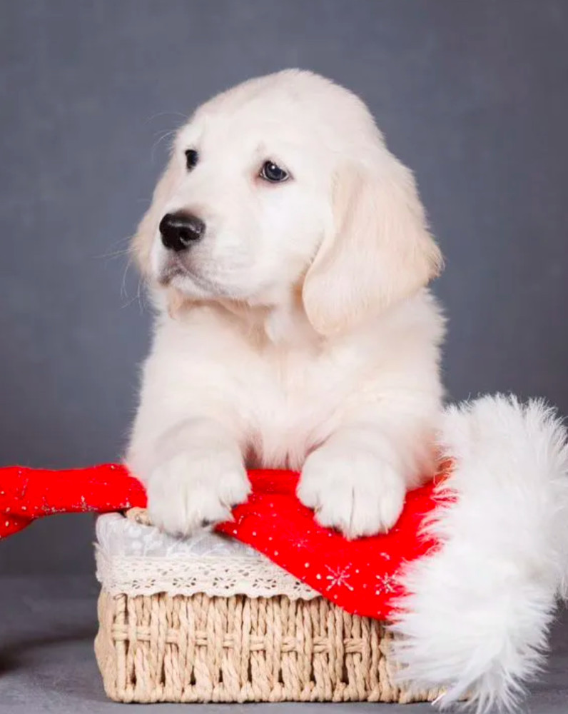 Male Golden Retriever Puppy for Sale
