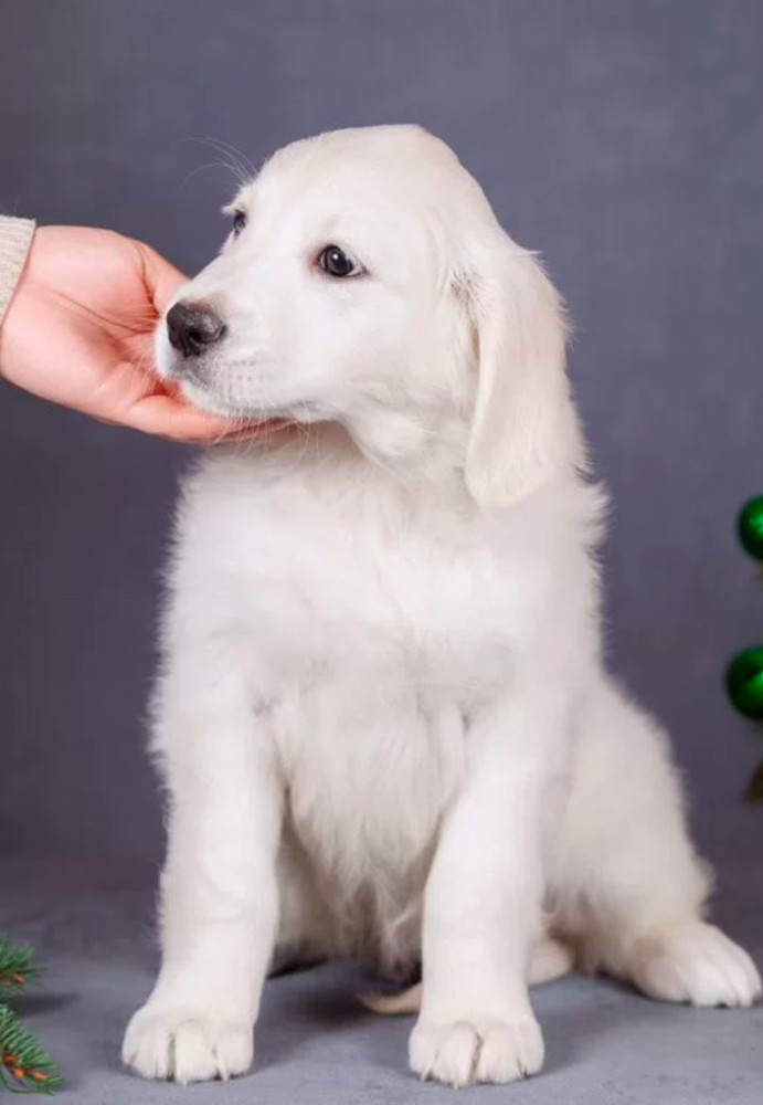 Male Golden Retriever Puppy for Sale
