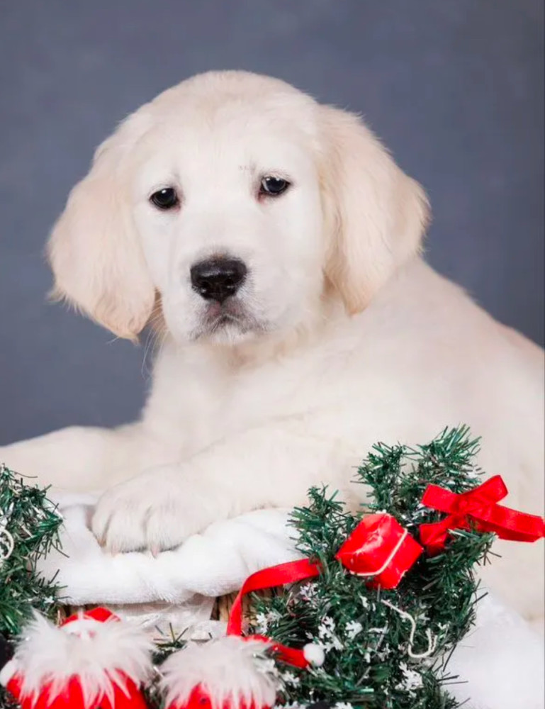 Male Golden Retriever Puppy for Sale