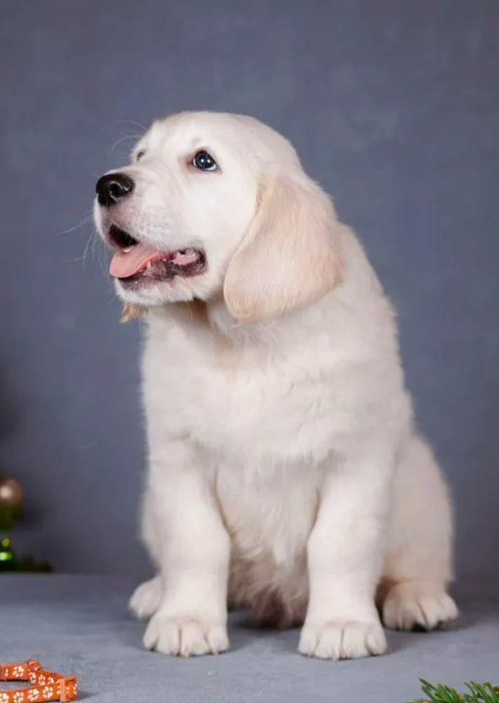 Male Golden Retriever Puppy for Sale