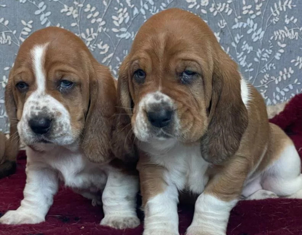 Basset Hound Puppies Looking for a Home in CA (California)