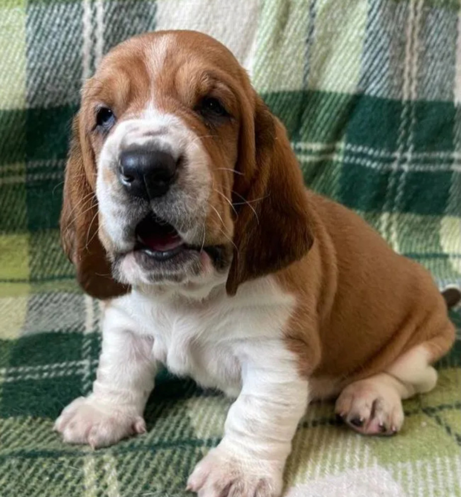 Basset Hound Puppies Looking for a Home in CA (California)