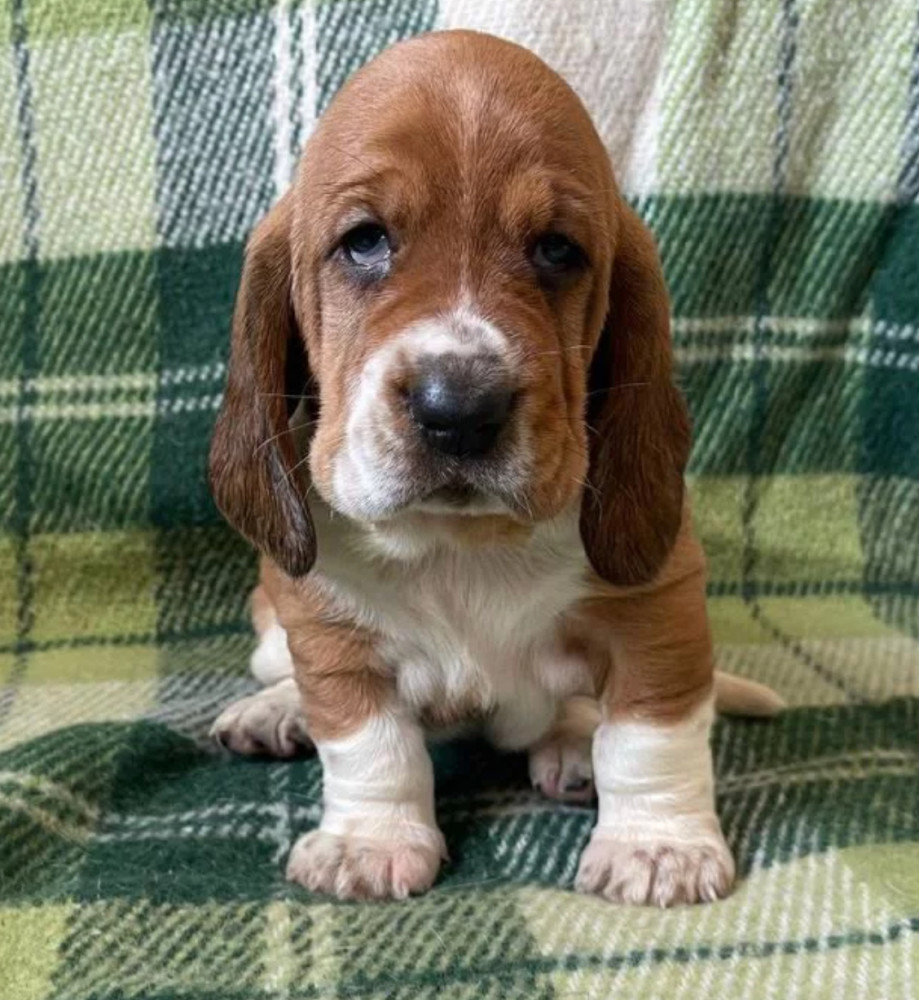 Basset Hound Puppies Looking for a Home in CA (California)
