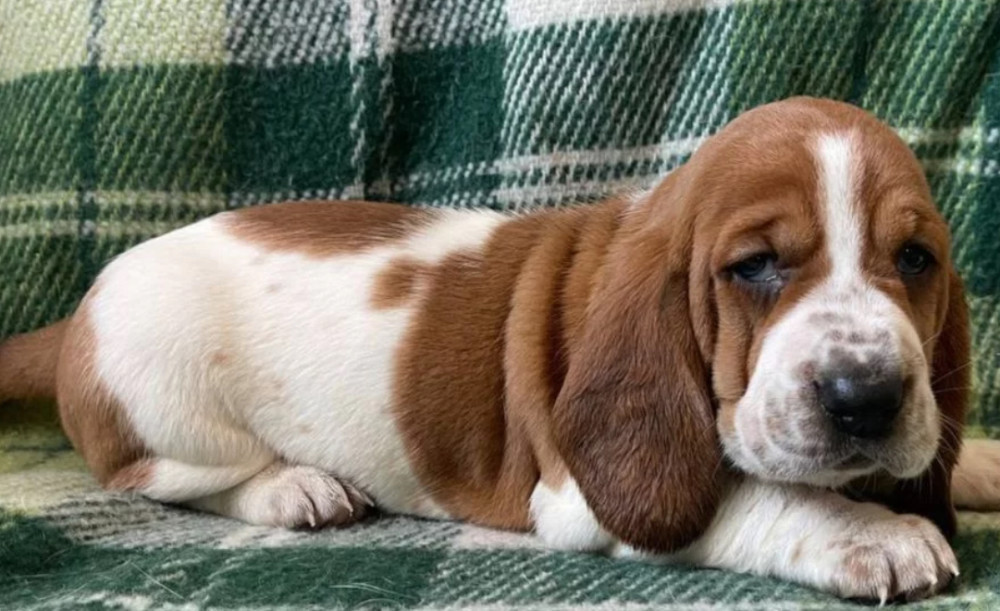Basset Hound Puppies Looking for a Home in CA (California)