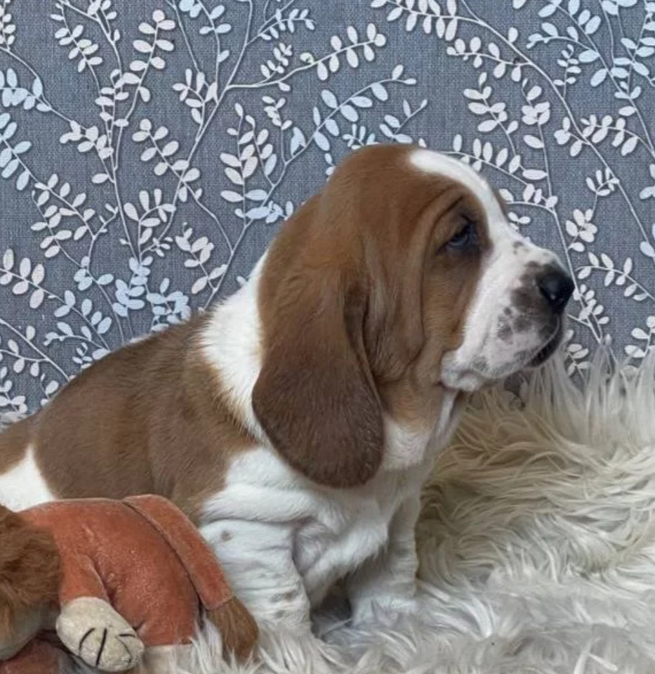 Basset Hound Puppies Looking for a Home in CA (California)