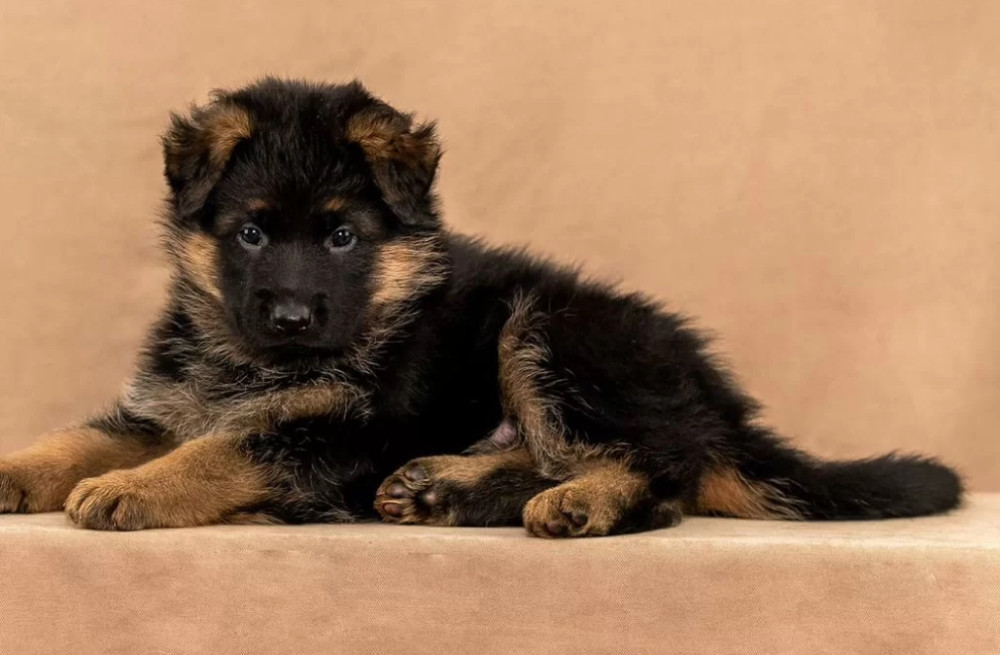 Female German Shepherd Puppy Ready for Sale in California (CA)