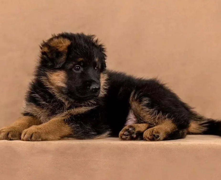 Female German Shepherd Puppy Ready for Sale in California (CA)