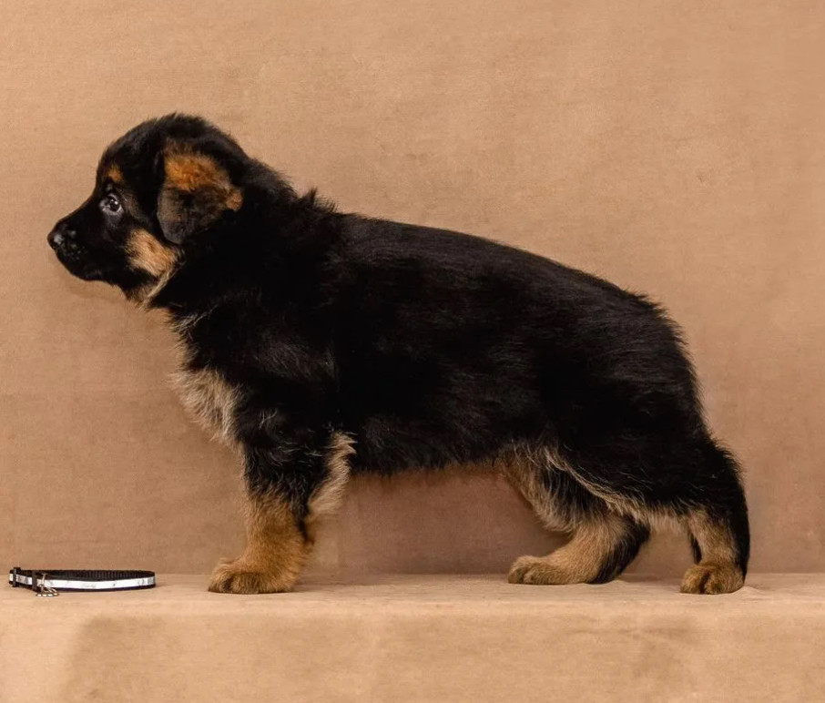 Female German Shepherd Puppy Ready for Sale in California (CA)