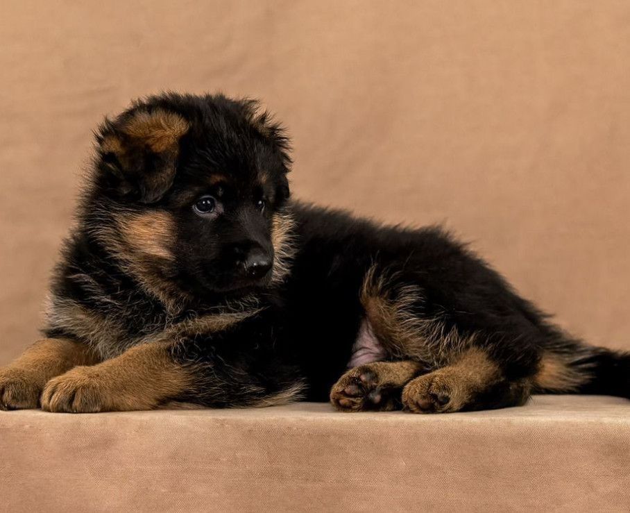 Female German Shepherd Puppy Ready for Sale in California (CA)