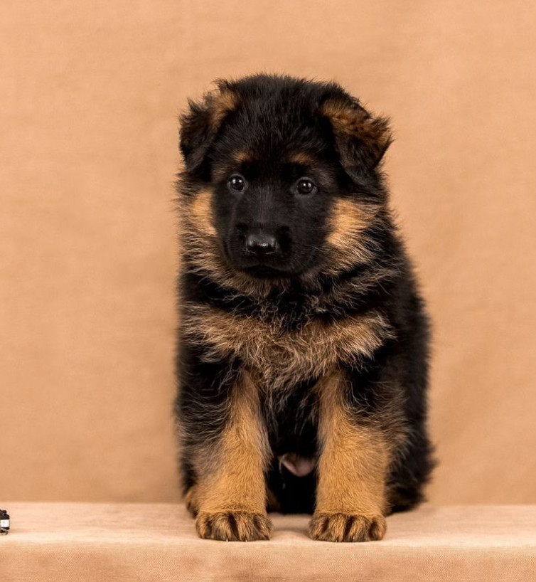 Female German Shepherd Puppy Ready for Sale in California (CA)