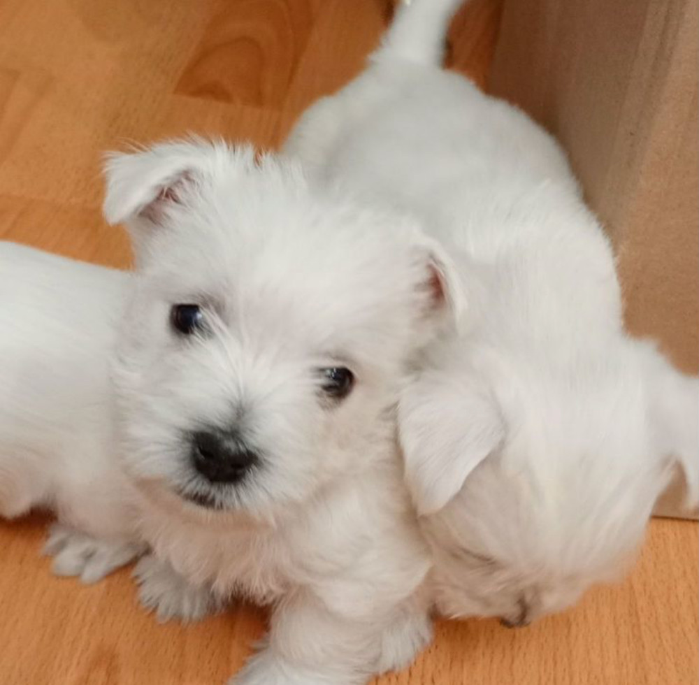 West Highland White Terrier Puppies for Sale
