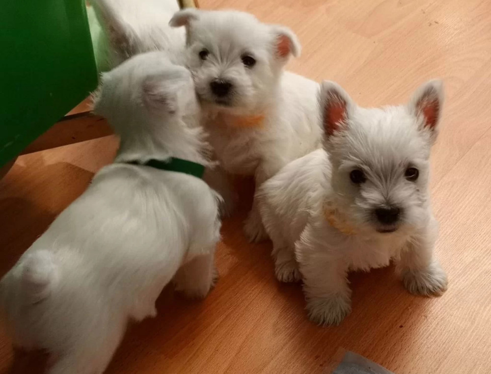 West Highland White Terrier Puppies for Sale