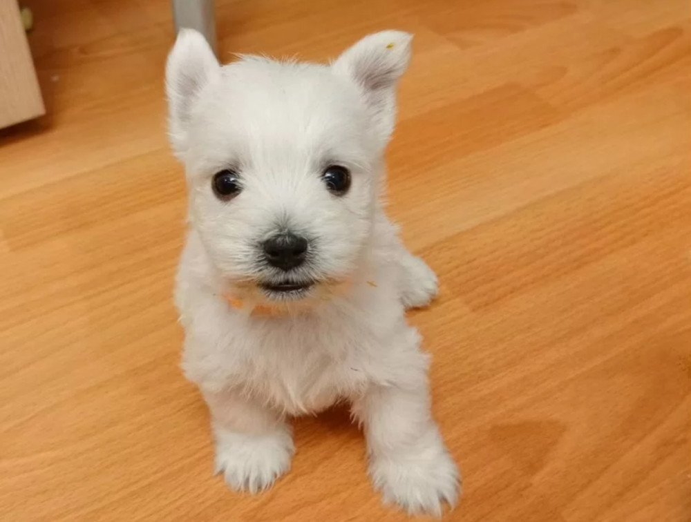 West Highland White Terrier Puppies for Sale
