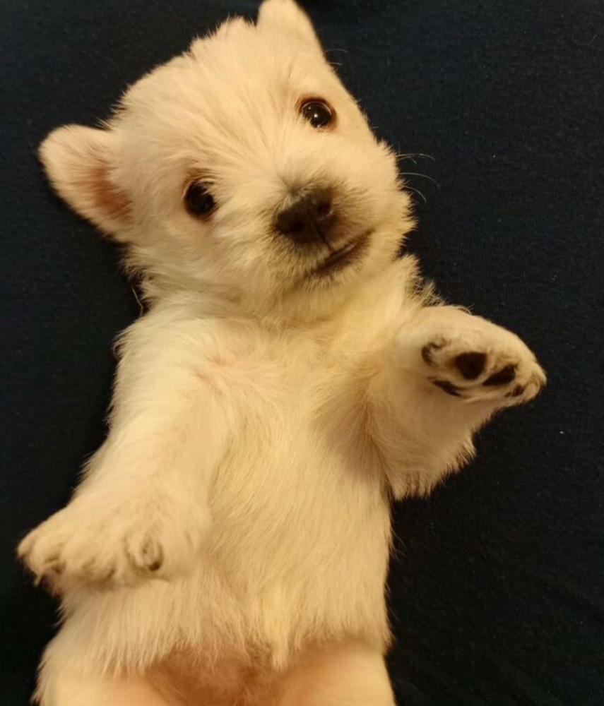 West Highland White Terrier Puppies for Sale