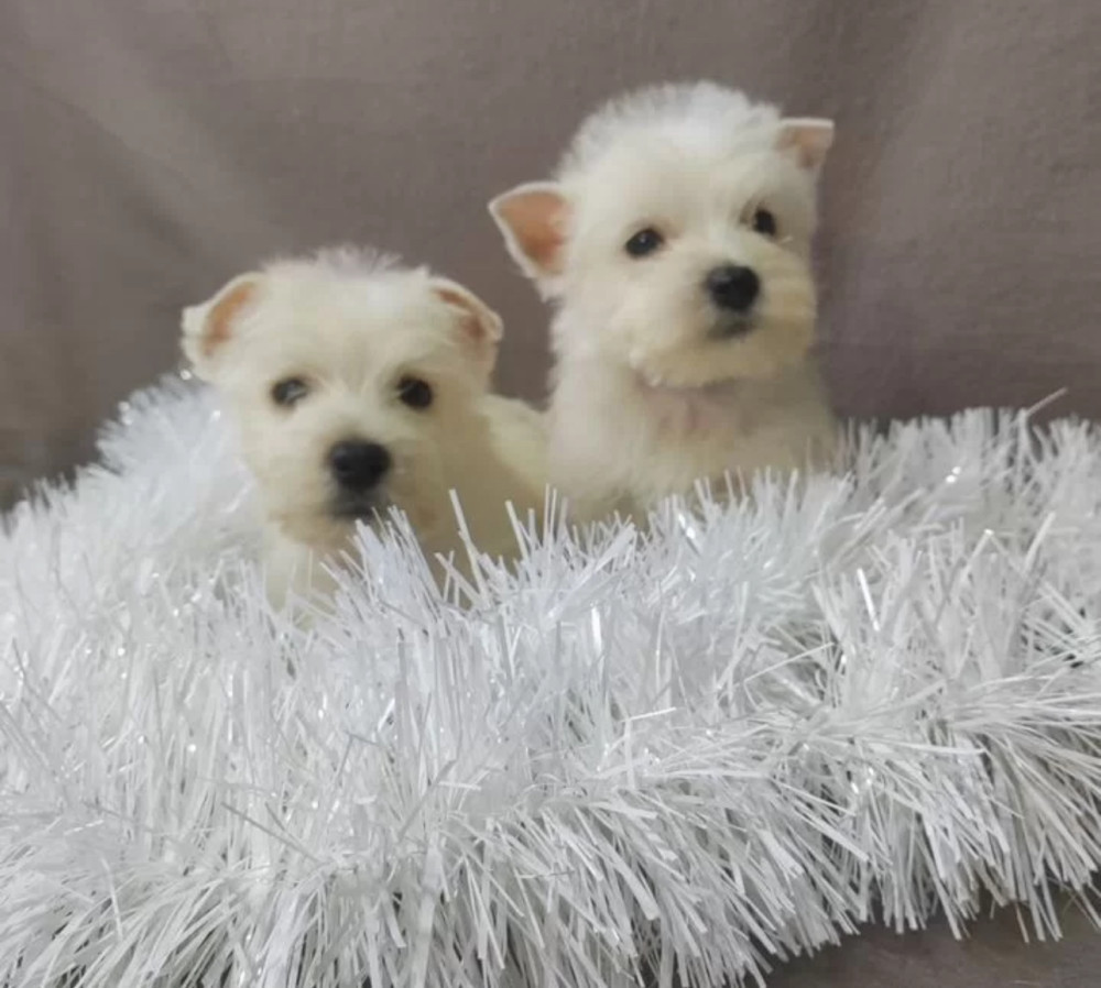 Male and Female West Highland White Terrier Puppies Available in Oregon (OR)