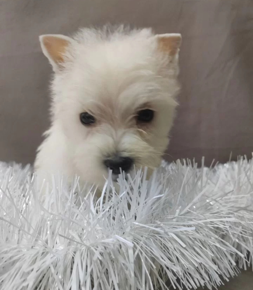 Male and Female West Highland White Terrier Puppies Available in Oregon (OR)