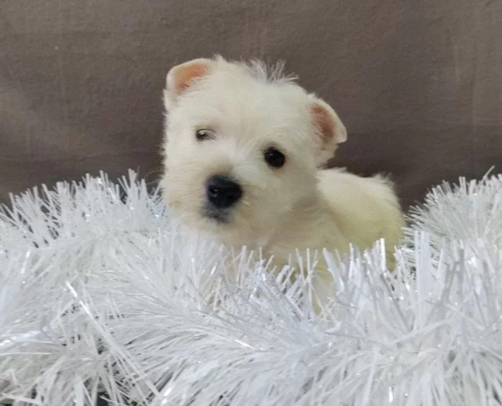 Male and Female West Highland White Terrier Puppies Available in Oregon (OR)