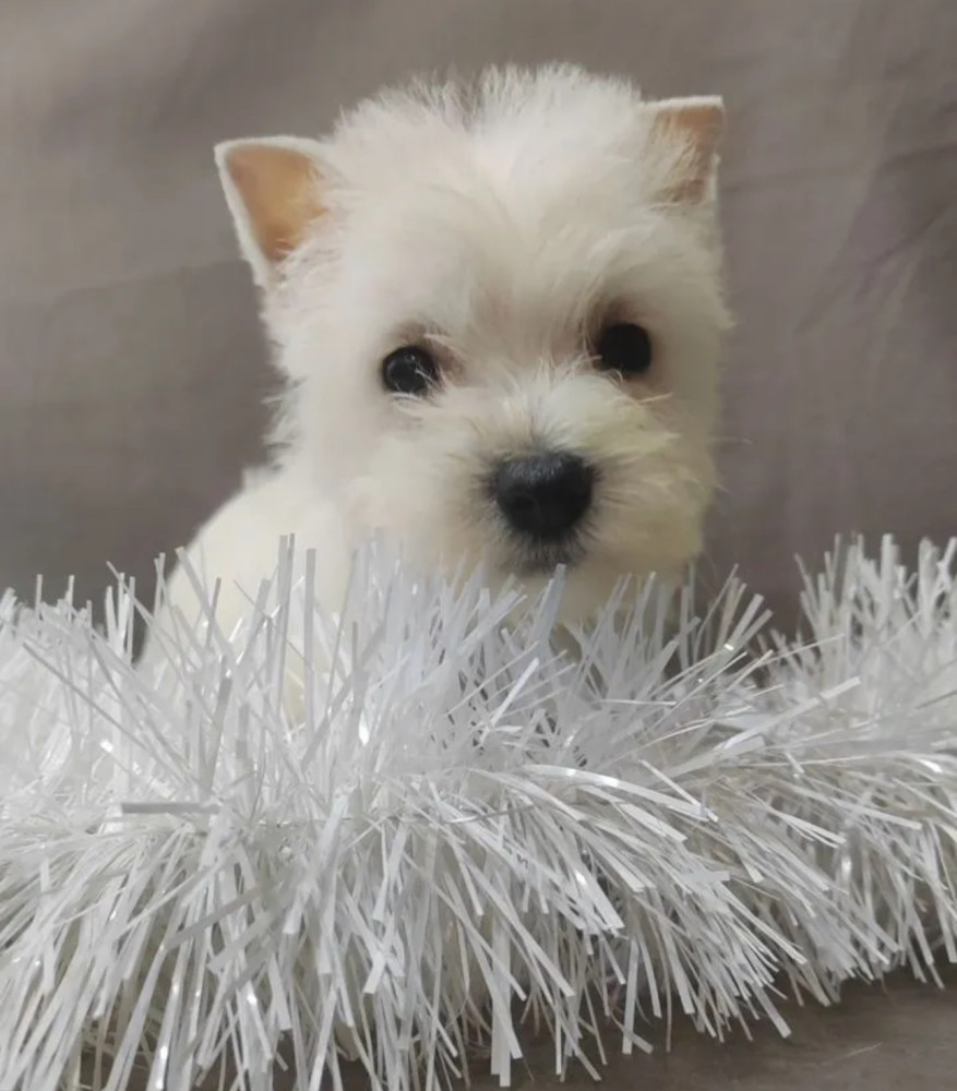 Male and Female West Highland White Terrier Puppies Available in Oregon (OR)