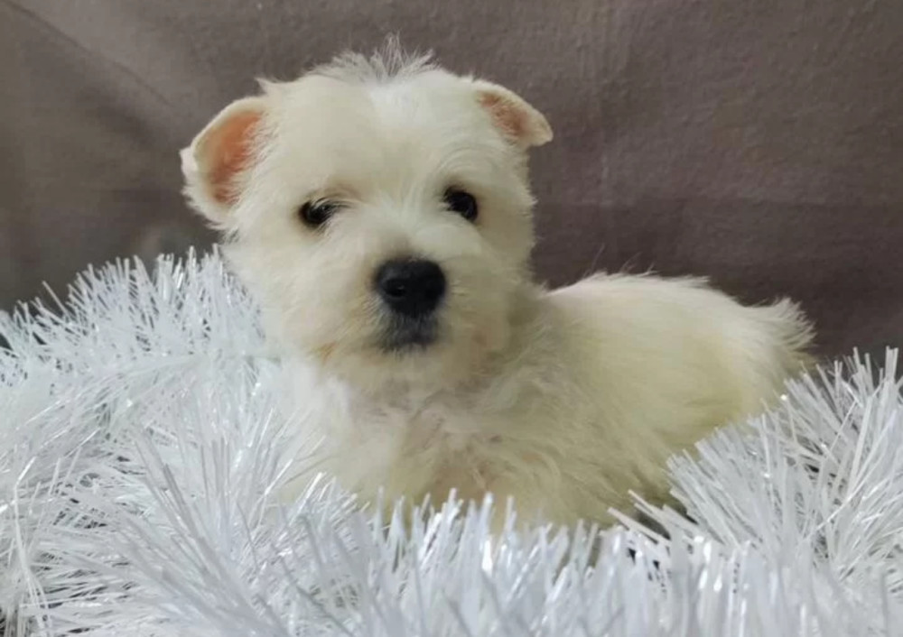 Male and Female West Highland White Terrier Puppies Available in Oregon (OR)