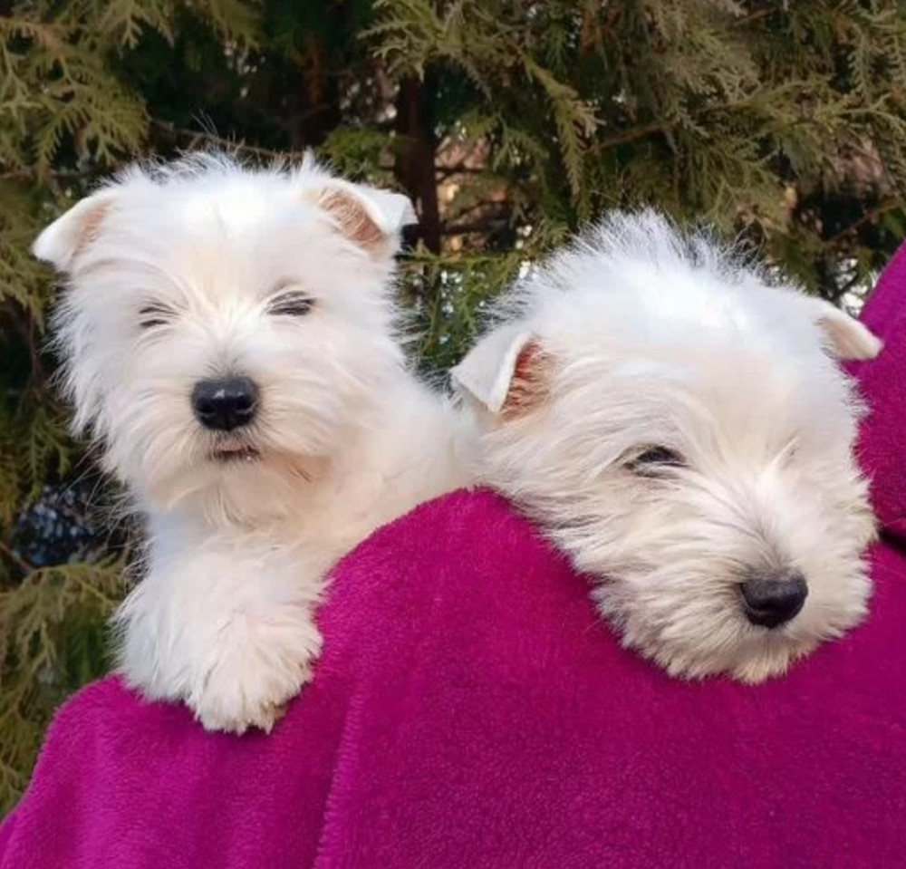 West Highland White Terrier Puppies for Sale in Minnesota (MN)