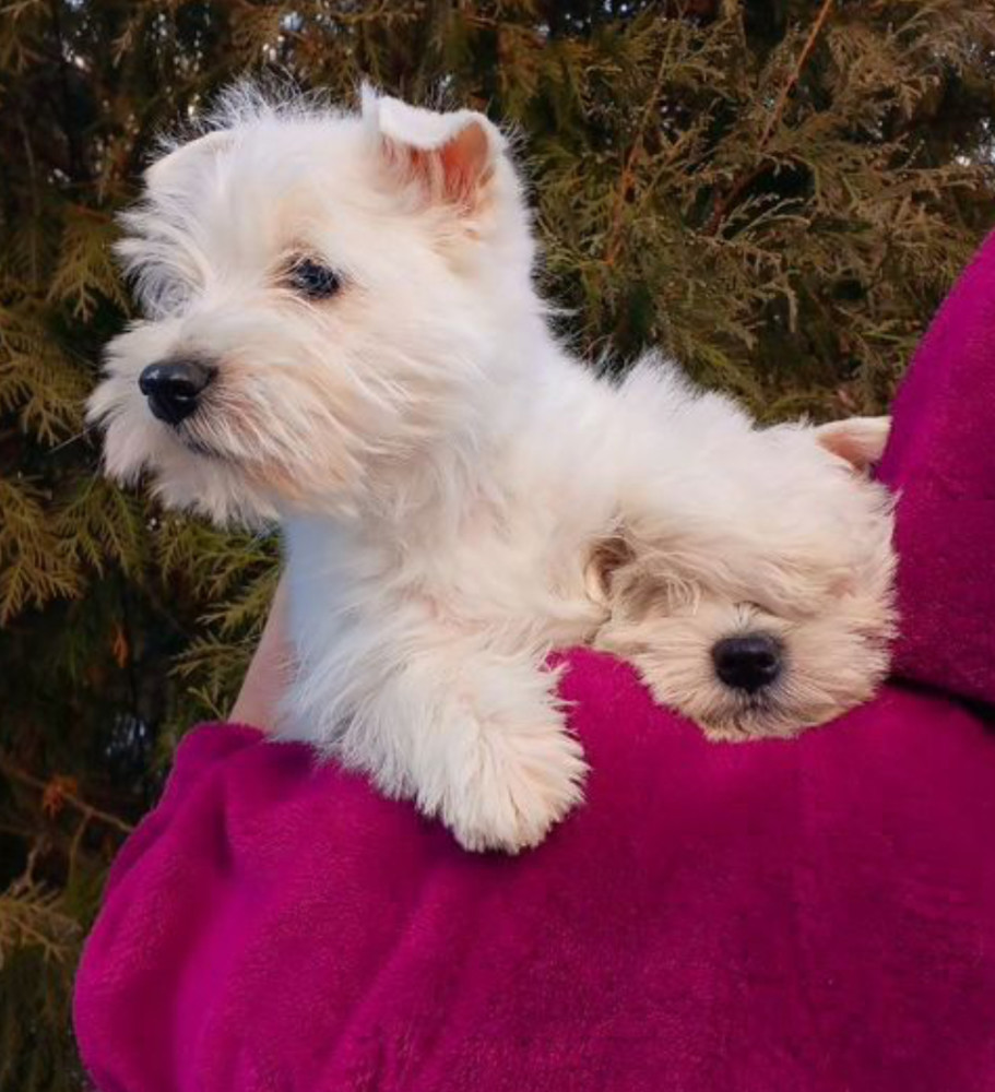 West Highland White Terrier Puppies for Sale in Minnesota (MN)